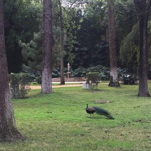 Indian Peafowl