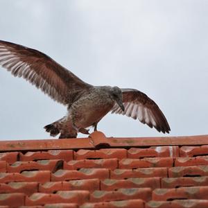 Herring Gull