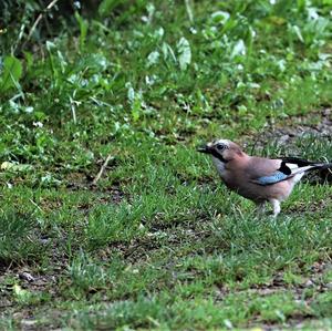 Eurasian Jay