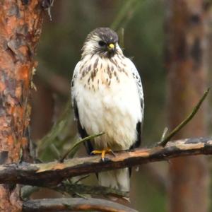 Common Buzzard