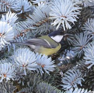 Great Tit