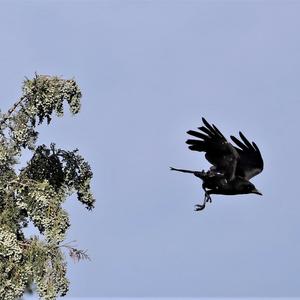 Carrion Crow