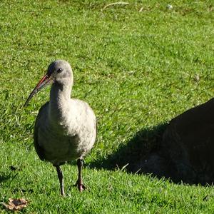 Hadada Ibis