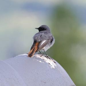 Black Redstart