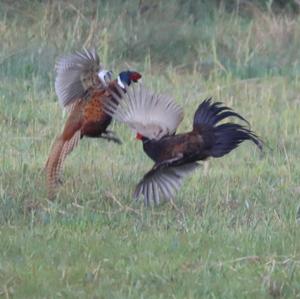 Common Pheasant