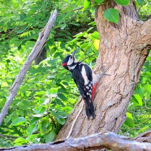 Great Spotted Woodpecker