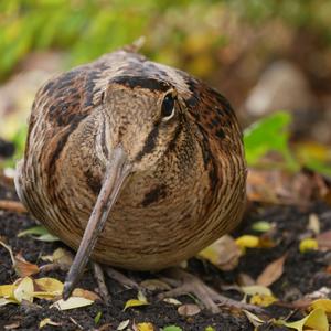 Eurasian Woodcock