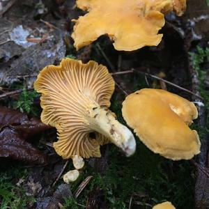 Chanterelle, Common