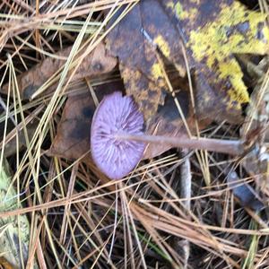 Amethyst Deceiver