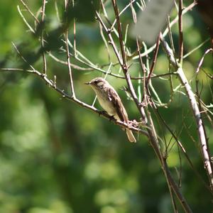 Spotted Flycatcher