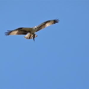 Osprey