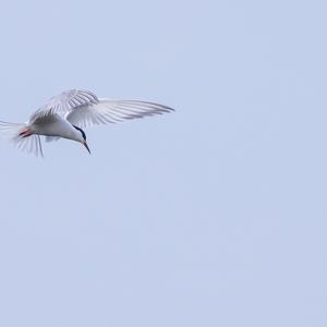 Common Tern