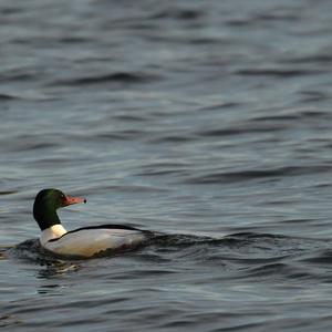 Common Merganser