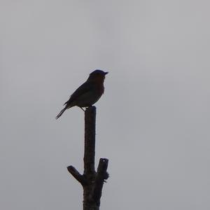 European Robin