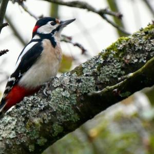 Great Spotted Woodpecker