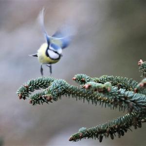 Blue Tit