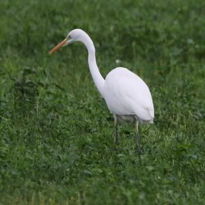 Great Egret