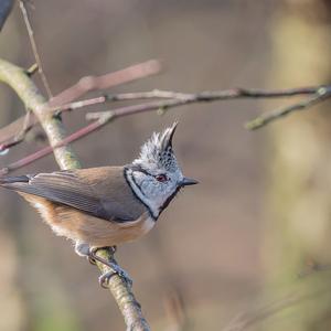 Crested Tit