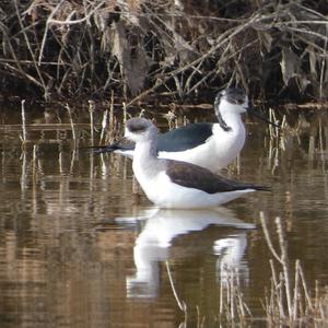 Black-winged Stilt