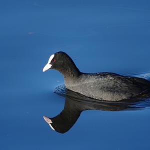 Bläßhuhn