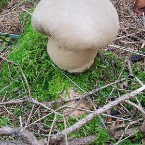 Pestle-shaped Puffball