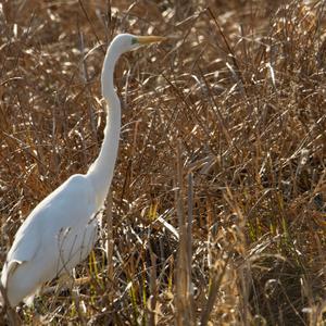 Great Egret