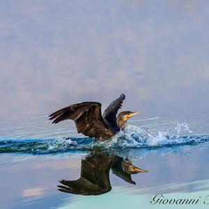 Great Cormorant