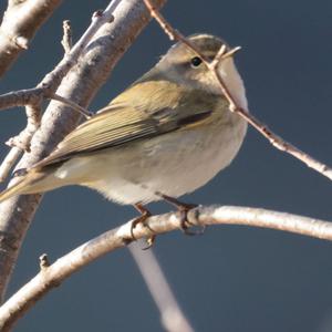 Common Chiffchaff