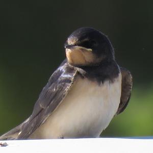 Barn Swallow