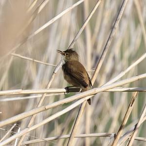 Eurasian Reed-warbler