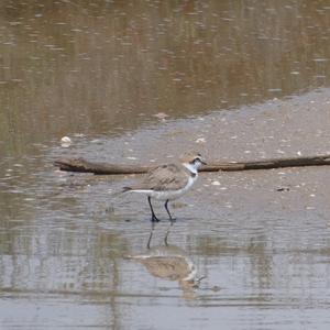 Kentish Plover