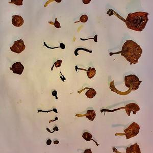 Bluing Psilocybe