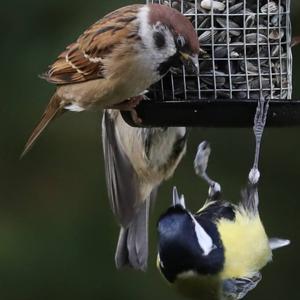 Eurasian Tree Sparrow