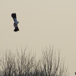 Northern Lapwing