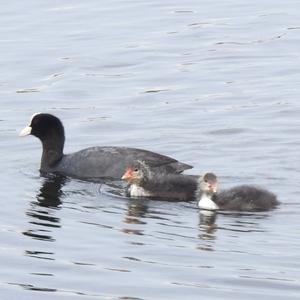 Common Coot