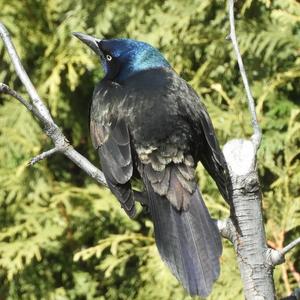 Common Grackle