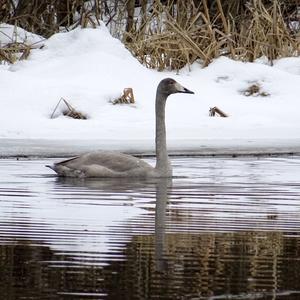 Whooper Swan