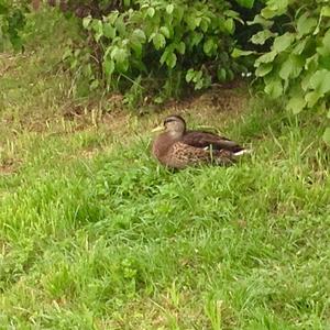 Mallard