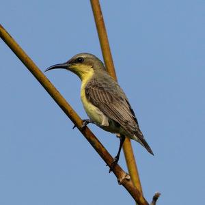 Purple Sunbird