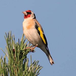 European Goldfinch