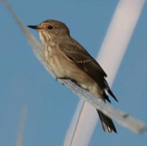 Spotted Flycatcher