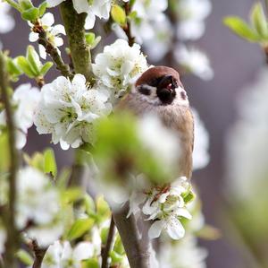 Eurasian Tree Sparrow