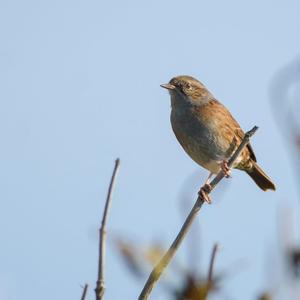 Hedge Accentor