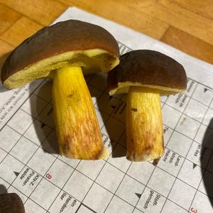 Bay Bolete