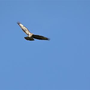 Common Buzzard