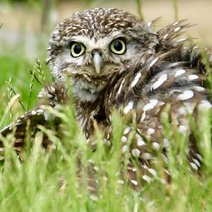 Little Owl