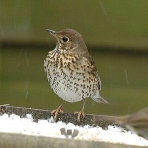 Song Thrush