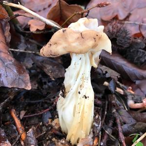 Fluted White Helvella