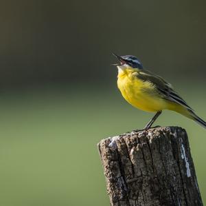 Yellow Wagtail