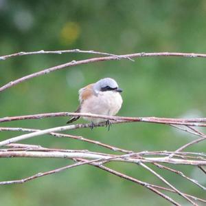 Red-backed Shrike